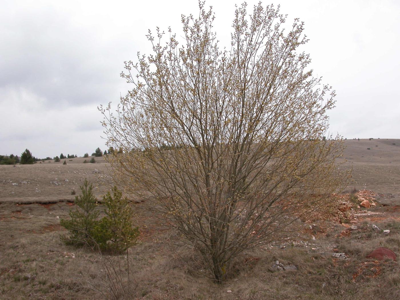 Willow, Goat, Great Sallow plant